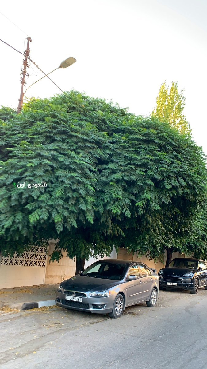 الأشجار المزروعة