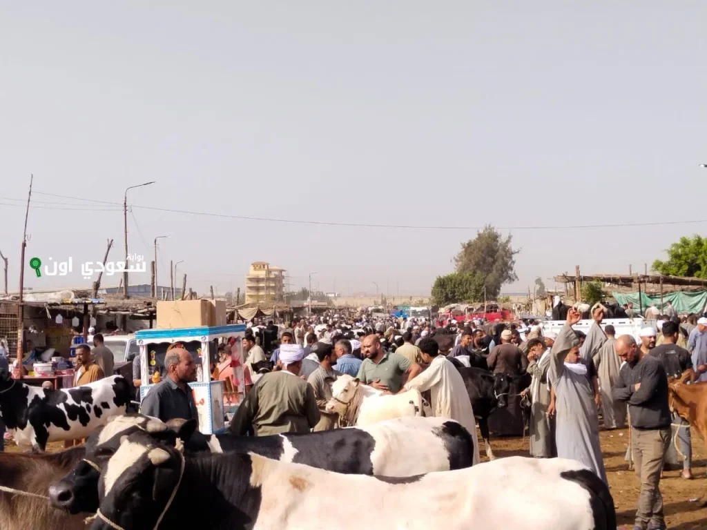 سوق المواشي يعاني من غياب الموازين والباعة يفتقرون إلى التدريب الكافي