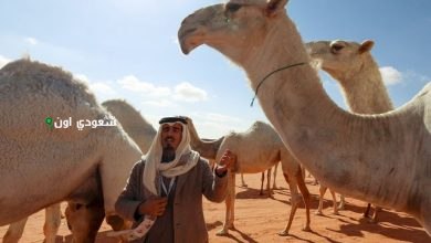 السعودية تعزز موروثها الوطني واقتصادها عبر 2.2 مليون إبل