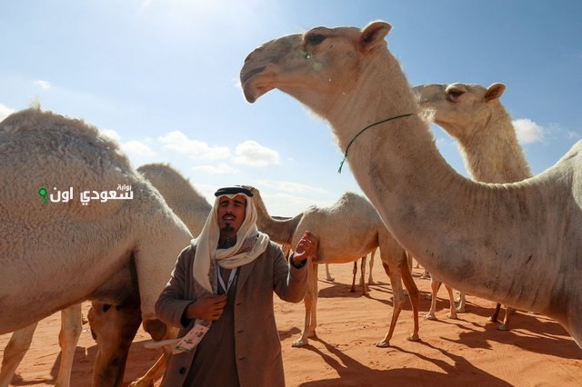 السعودية تعزز موروثها الوطني واقتصادها عبر 2 2 مليون إبل