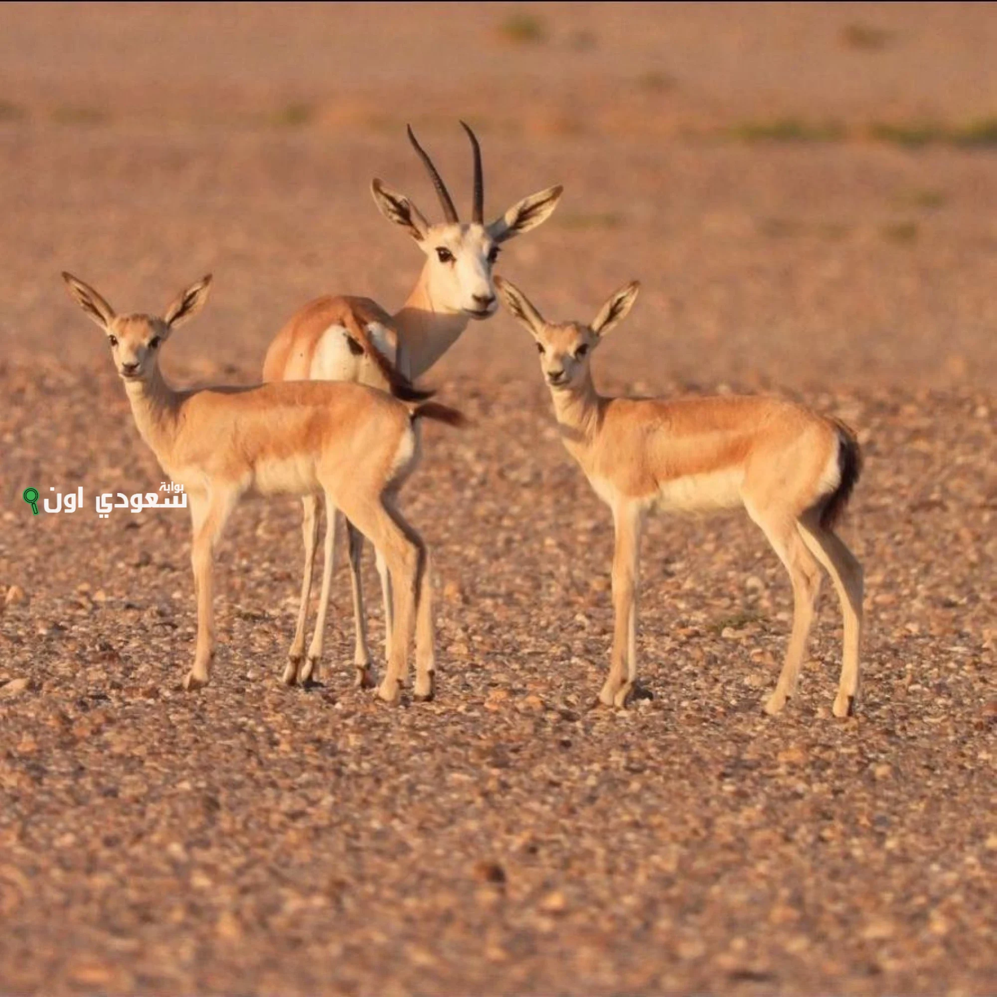 نيوم تعيد 1100 حيوان من 6 أنواع إلى موطنهم الطبيعي
