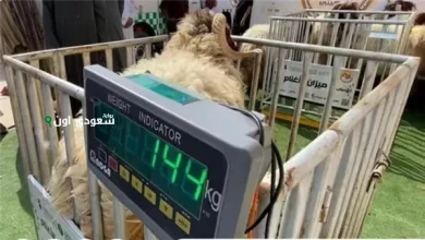 بيع المواشي الحية