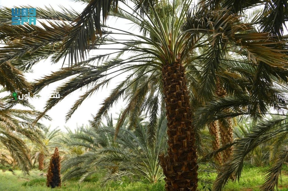 المزارع الريفية في الطائف تجذب الزوار بعد أن بدأت كهواية للمزارعين