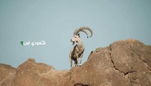 محمية نيوم