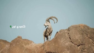 محمية نيوم