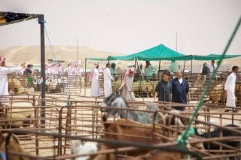 حظيرة يتيمة بمدينة الطائف تلتزم بميزان المواشي بعد 6 أيام من التطبيق