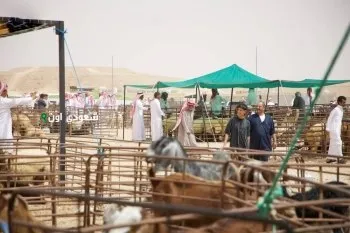 حظيرة يتيمة بمدينة الطائف تلتزم بميزان المواشي بعد 6 أيام من التطبيق حظيرة