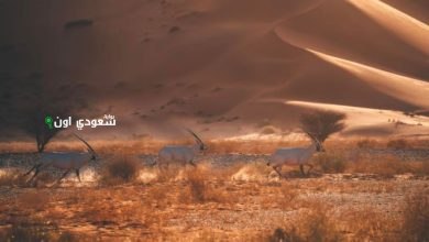 محمية عروق بني