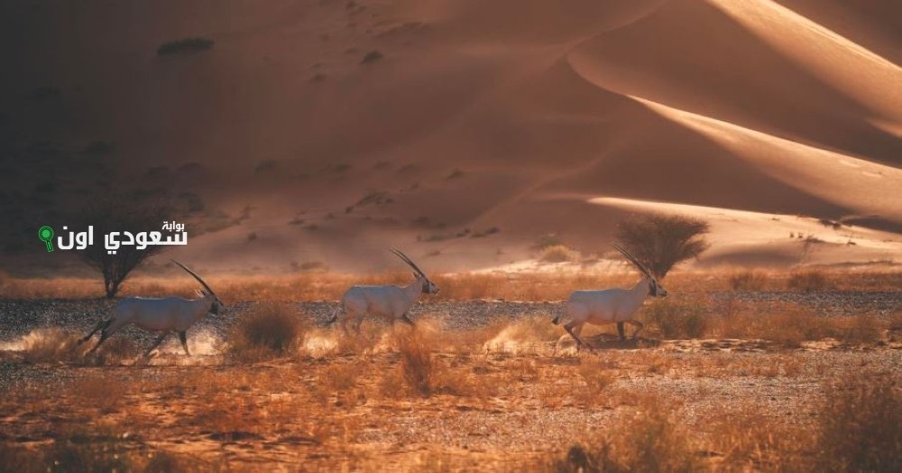 تسجيل محمية عروق بني معارض ضمن القائمة الخضراء الدولية لحماية البيئة والحياة البرية