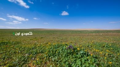 محمية الإمام تركي