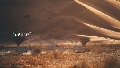 إدراج محمية عروق بني معارض في القائمة الخضراء العالمية