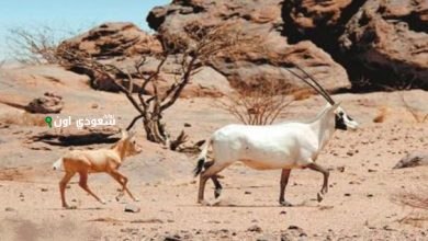 محمية عروق بني معارض