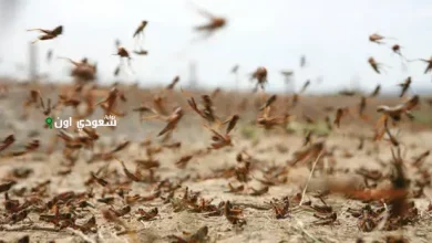 السعودية تخلو من أسراب الجراد الصحراوي
