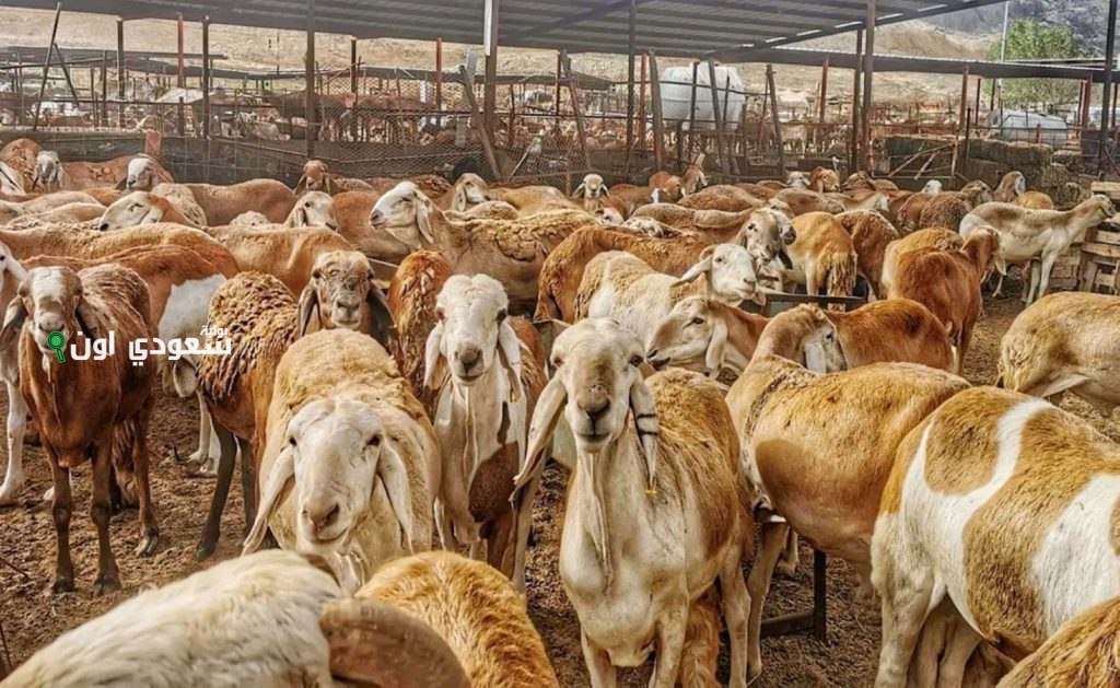 تعزيز العلاقات الاقتصادية: استثمارات سعودية يونانية في مجال الثروة الحيوانية