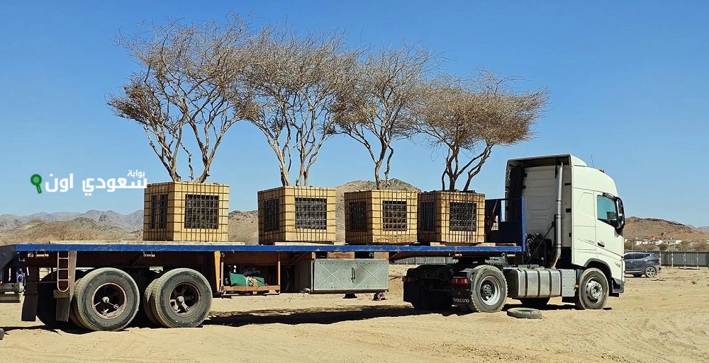 نقل خمس أشجار عمرها 100 عام إلى مناطق تنمية الغطاء النباتي بالمدينة