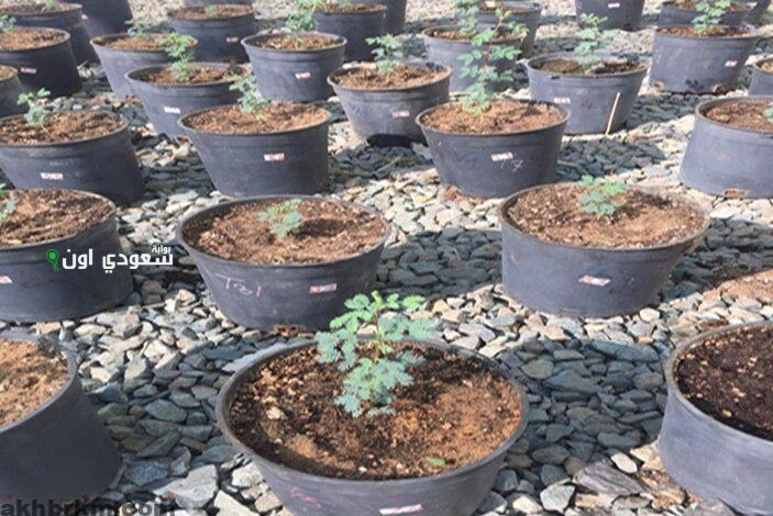 إنجاز سعودي في تعزيز نمو شجرة السمر ومقاومة الجفاف