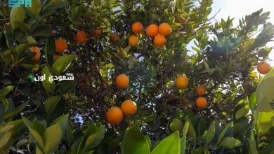 منطقة نجران السعودية مشروع استدامة
