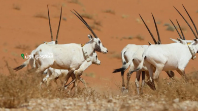 محمية عروق بني معارض