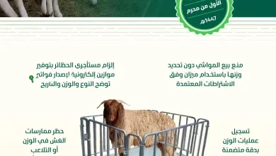 ضوابط وزن بيع المواشي الحية