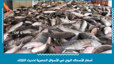 أسعار الأسماك اليوم في الأسواق المصرية تحديث الثلاثاء