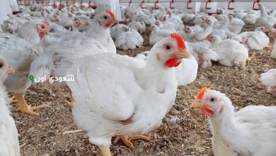 أسعار الدواجن اليوم