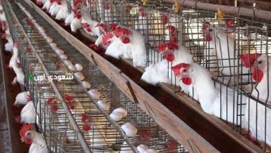 أسعار الدواجن في مصر اليوم
