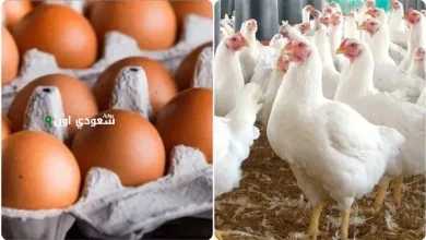 أسعار الدواجن في مصر اليوم