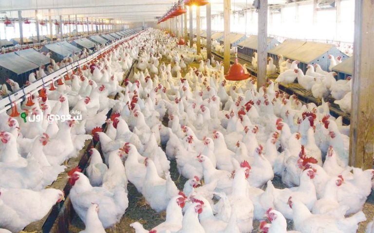 أسعار الدواجن في مصر اليوم