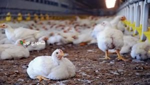 أسعار الدواجن في مصر اليوم