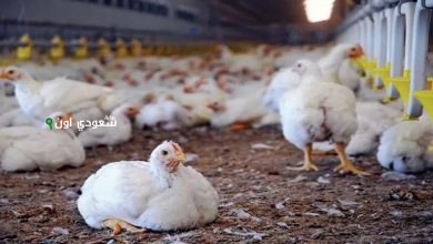 أسعار الدواجن في مصر اليوم