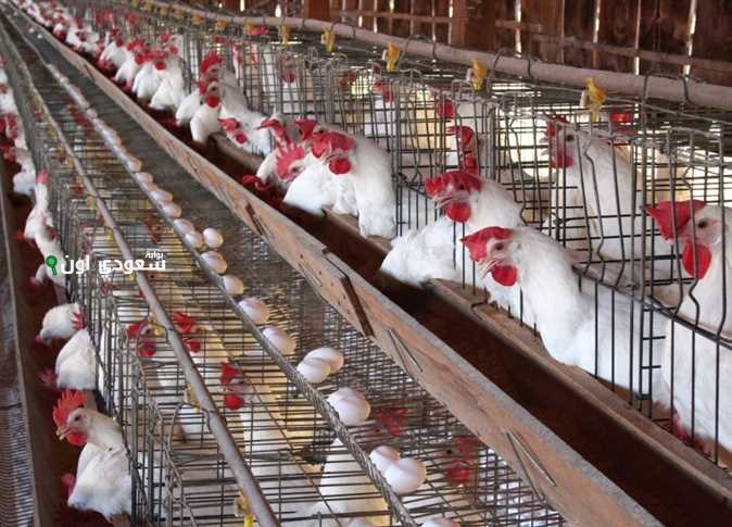 أسعار الدواجن في مصر اليوم (الفراخ البيضاء والساسو والبلدي) في بورصة الدواجن – السبت 14 يونيو