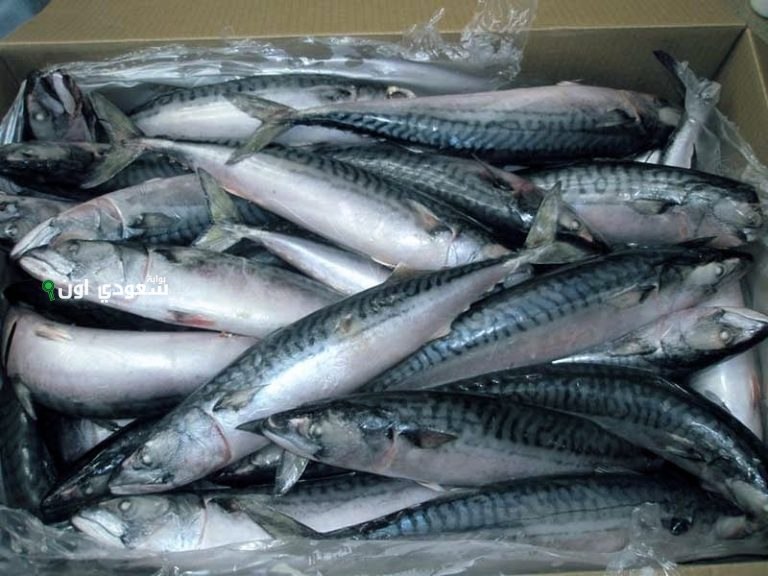 أسعار السمك اليوم في مصر