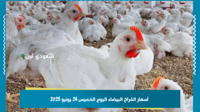 أسعار الفراخ البيضاء اليوم الخميس 26 يونيو 2025