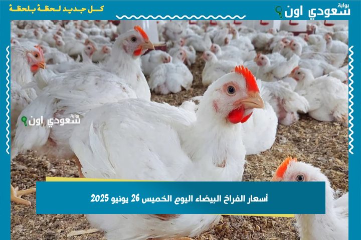 الكيلو بكام في السوق؟! أسعار الفراخ البيضاء اليوم الخميس 26 يونيو 2025 بورصة الدواجن الرئيسية