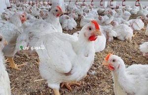 أسعار الفراخ البيضاء والساسو