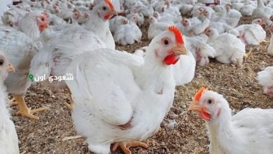 أسعار الفراخ البيضاء والساسو