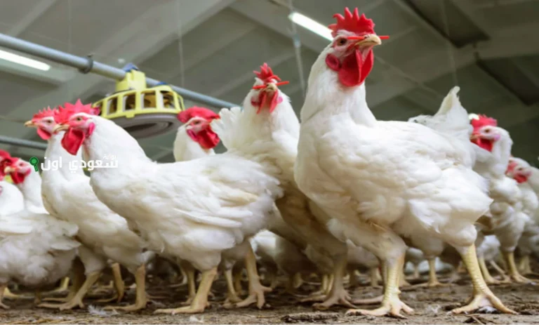 أسعار الفراخ اليوم