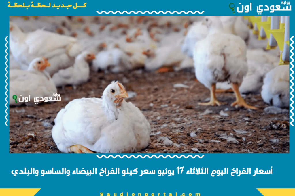 تقرير بورصة الدواجن: أسعار الفراخ اليوم الثلاثاء 17 يونيو سعر كيلو الفراخ البيضاء والساسو والبلدي تحديث لحظة بلحظة