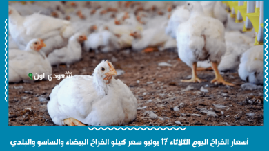 أسعار الفراخ اليوم الثلاثاء 17 يونيو سعر كيلو الفراخ البيضاء والساسو والبلدي