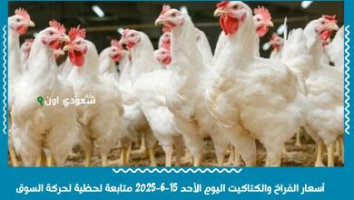 أسعار الفراخ والكتاكيت اليوم الأحد 15-6-2025 متابعة لحظية لحركة السوق