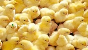 أسعار الكتاكيت اليوم