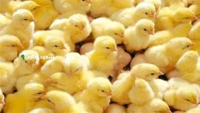 أسعار الكتاكيت اليوم