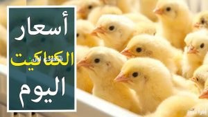 أسعار الكتاكيت اليوم في مصر
