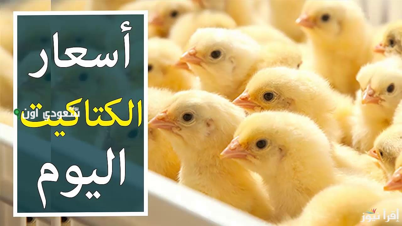 أسعار الكتاكيت اليوم في مصر