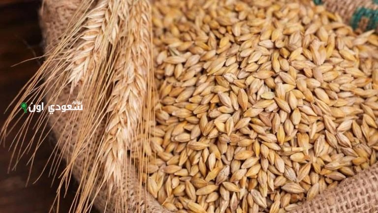اسعار الارز الشعير اليوم الاربعاء 11 يونيو 2025
