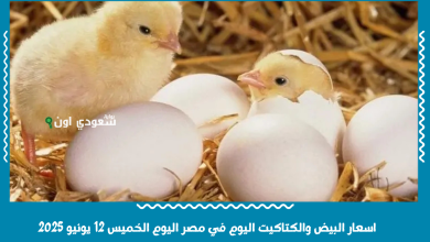 اسعار البيض والكتاكيت اليوم في مصر اليوم الخميس 12 يونيو 2025