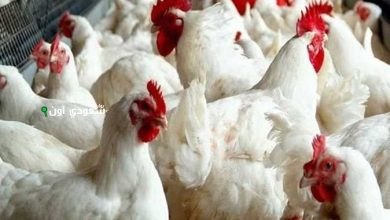 اسعار الدواجن البيض والساسو اليوم السبت 14-6-2025 في بورصة الدواجن