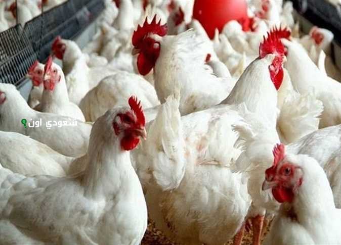اسعار الدواجن البيض والساسو اليوم السبت 14-6-2025 في بورصة الدواجن