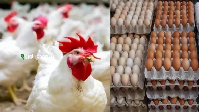 اسعار الدواجن البيضاء اليوم