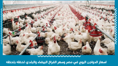 اسعار الدواجن اليوم في مصر وسعر الفراخ البيضاء والبلدي لحظه بلحظه